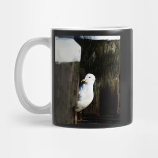 Coy Gull Mug